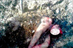 Giải cứu người phụ nữ bị gấu tấn công dã man và "chôn sống"