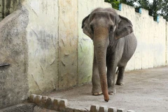 Đau khổ và bệnh tật đe dọa tính mạng chú voi cô đơn nhất thế giới 