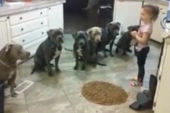 Bé gái 4 tuổi tự tin "điều khiển" 6 chú chó hung dữ để cho ăn