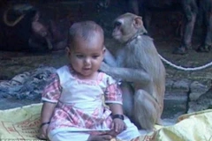Chú khỉ lạ bỗng nhiên chui vào nhà và kết thân với bé gái