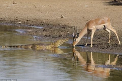 Linh dương may mắn thoát chết khi đối mặt với cá sấu hung dữ