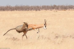 Cận cảnh màn săn linh dương nhanh như chớp của chú báo đói