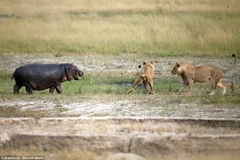 [Photo] Hai chú sư tử đói bất lực, loay hoay trước con hà mã
