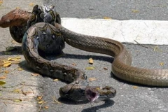 Con trăn quấn chặt lấy chú rắn hổ mang. (Nguồn: Daily Mail)