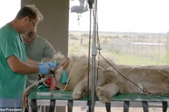 [Photo] Ca phẫu thuật đặc biệt của chú sư tử trắng quý hiếm