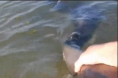 Người đàn ông cầm đuôi con cá mập. (Nguồn: Daily Mail)