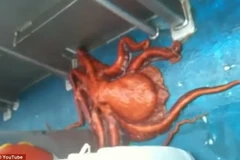 Con bạch tuộc khéo léo thực hiện màn "vượt ngục" ấn tượng