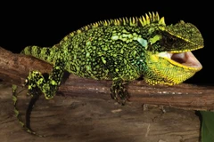 Phát hiện ba loài thằn lằn mới, sặc sỡ chưa từng được biết đến