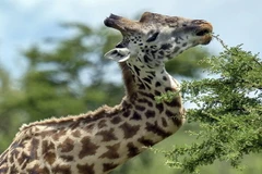 [Photo] Chú hươu cao cổ gây sửng sốt với chiếc cổ kì dị