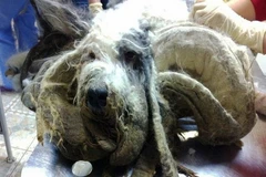 Chú chó tội nghiệp có bộ lông đáng sợ vì bị bỏ quên một năm