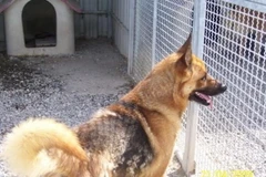 Một người đàn ông bị kết án tù và phạt nặng vì ngược đãi chó