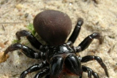 Một cá thể 'Nhện chuột.' (Nguồn: arachne.org.au)