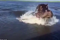 Sợ hãi vì hà mã bất ngờ tấn công khách du lịch trên xuồng