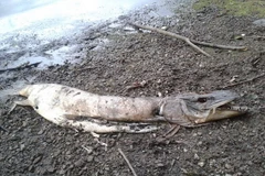 [Photo] Xác “quái vật biển” bí ẩn trôi dạt vào bờ biển nước Anh