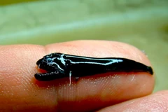 Vẻ ngoài đáng sợ của loài cá bí ẩn. (Nguồn: CSIRO News)