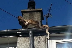 Màn trườn dây điện đáng kinh ngạc của con trăn. (Nguồn: Wales Online)