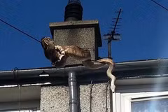Màn trườn dây điện đáng kinh ngạc của con trăn. (Nguồn: Wales Online)