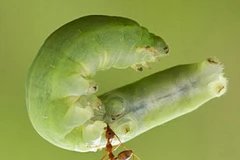 Chú kiến bé nhỏ gây bất ngờ khi nhấc bổng con sâu lớn trên cây