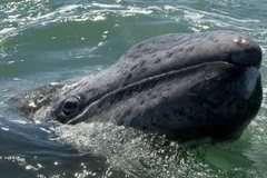 Cá voi xám gây bất ngờ với quãng đường di cư dài tới 10.880 km