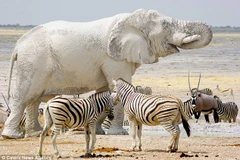 Chú voi có màu đặc biệt sau khi tắm bùn. (Nguồn: Caters News Agency)