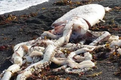 [Photo] Cận cảnh con mực khổng lồ có xúc tu dài tới 5 mét