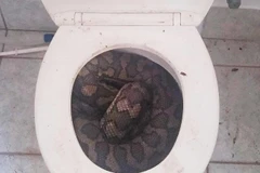 Con trăn nằm trong bồn cầu. (Nguồn: CNN)