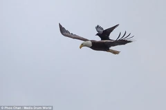 Con quạ đậu trên lưng chú đại bàng. (Nguồn: Daily Mail)