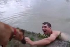 Lầm tưởng ông chủ chết đuối, chú chó lao xuống hồ cứu