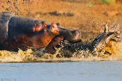 [Photo] Hà mã chiến đấu không khoan nhượng với cá sấu để bảo vệ con