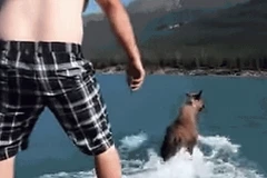 Con nai sừng tấm bị ngược đãi. (Nguồn: YouTube)