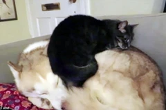 [Photo] Chú mèo nghịch ngợm thích leo lên lưng chó để ngủ 