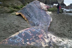 Tranh cãi xung quanh dòng chữ trên xác cá nhà táng khổng lồ 