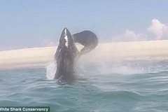 Cú đánh ấn tượng của con hải cẩu. (Nguồn: Daily Mail)