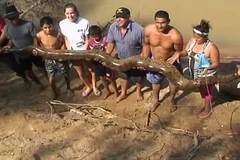 [Video] Khách du lịch chung tay giải cứu con trăn khổng lồ