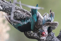 Con trăn siết chặt chú chim bói cá trước khi nuốt chửng. (Nguồn: Caters News Agency)