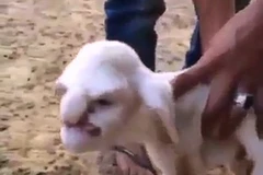 Nông dân sợ hãi khi thấy chú cừu có mặt giống ông già nổi giận