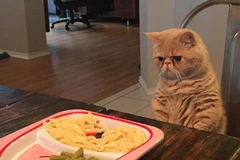 [Photo] Chú mèo có sở thích đặc biệt đứng bằng hai chân sau