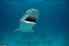 Ai Cập: Du khách bị cá mập cắn chết khi đang bơi ở bãi biển