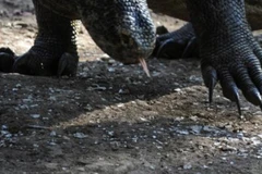 Phát hiện hóa thạch của loài kỳ giông khổng lồ thời cổ đại