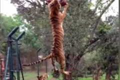 [Video] Cận cảnh cú nhảy cao đớp mồi ấn tượng của con hổ