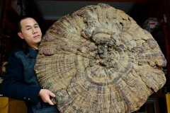 Chủ cửa hàng "khoe" cây nấm khổng lồ để thu hút thực khách