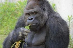 Chú khỉ đột khiến các cô gái Nhật Bản mê mẩn vì vẻ ngoài ưa nhìn