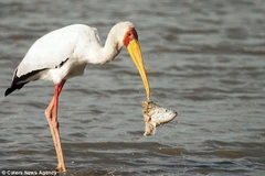 Con cò lao tới để ăn miếng mồi ngon. (Nguồn: Caters News Agency)