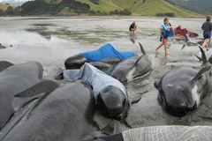 Hàng chục con cá voi hoa tiêu bị chết vì mắc cạn trên bãi biển