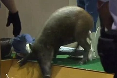 [Video] Chú lợn rừng gây náo loạn khi "đột nhập" cửa hàng quần áo