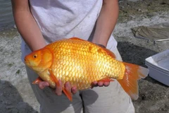 Ảnh minh họa. (Nguồn: news.yahoo.com)