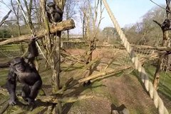 [Video] Con tinh tinh "nổi điên" khi thấy máy bay không người lái