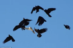 Chim cú mèo lập tức rơi vào tầm truy sát của bầy quạ.