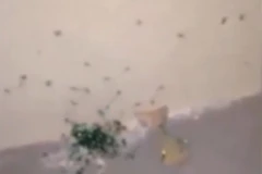 Hàng trăm chú nhện con lao ra từ nhện mẹ. (Nguồn: Daily Mail)