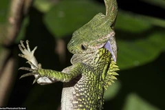 Con rắn gồng mình để nuốt chửng chú tắc kè. (Nguồn: Daily Mail)